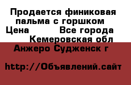 Продается финиковая пальма с горшком › Цена ­ 600 - Все города  »    . Кемеровская обл.,Анжеро-Судженск г.